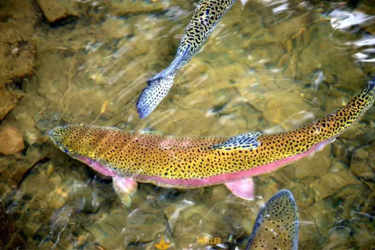 Why Do Trout Die So Fast? How to Correctly Handle Trout So It Lives