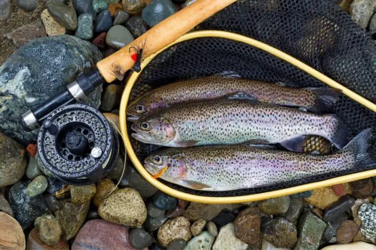Do Trout Bite After Rain? Catch Them At The Perfect Moment