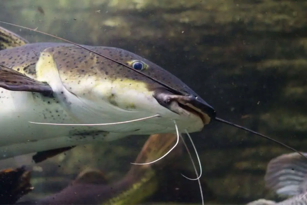 catfish swimming to show are catfish dangerous to touch
