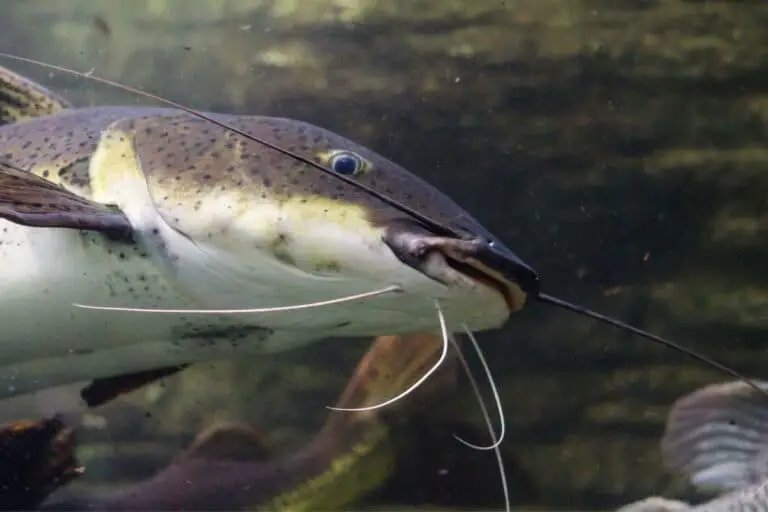 Are Catfish Dangerous to Touch? How to Hold Catfish Safely