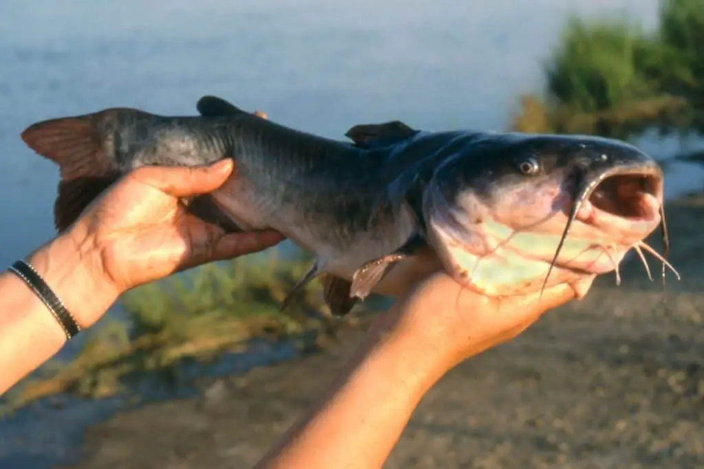 a photo of an angler holding a catfish to show if all catfish do sting 