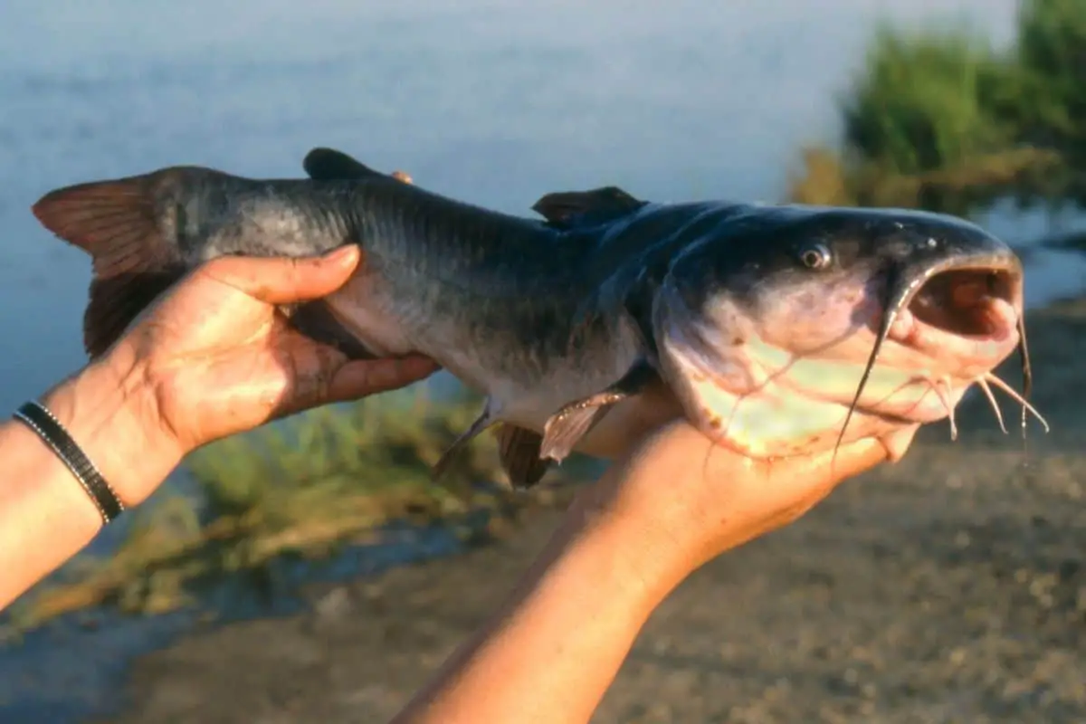 Do All Catfish Sting? An Effective Guide on How NOT to Get Stung