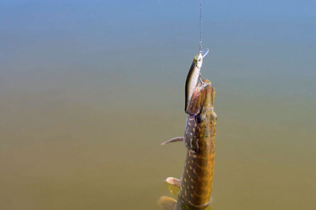 pike on bait to show the best bait for pike