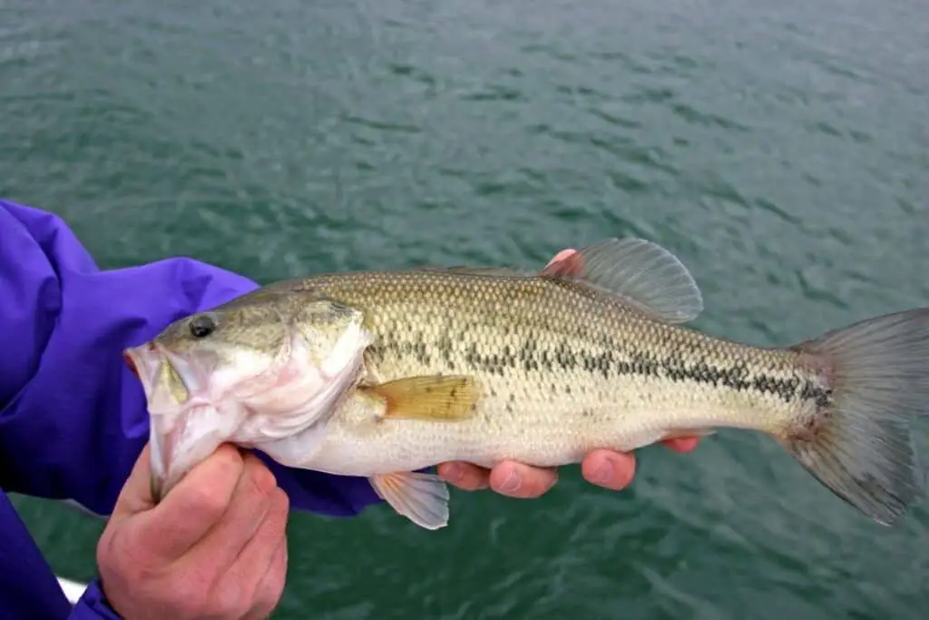 man holding bass to show the best bass lures for summer
