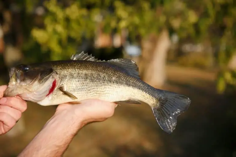 The Best Spring Bass Lures – 5 Lures That Always Work Like a Charm