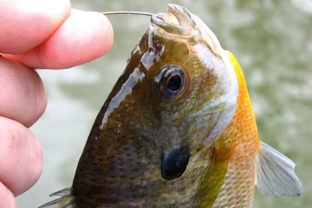 bluegill on hook to show how to use bluegill as bait in saltwater
