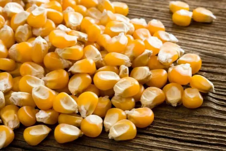 How to Use Garlic Corn for Trout Fishing? A Simple & Effective Guide