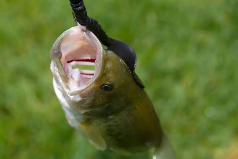 Do Bass Bite Humans? Bass Aggression and Safety Tips