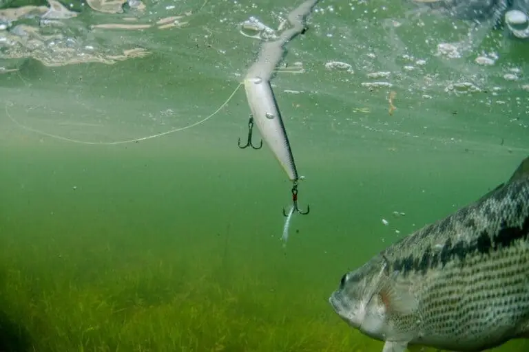 Do Bass Remember Lures? Can You Catch The Same Fish Twice?