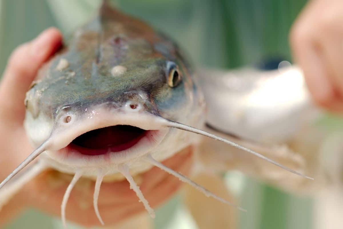 Do Catfish Bite? A Safe Guide to Handling Catfish Without Stings
