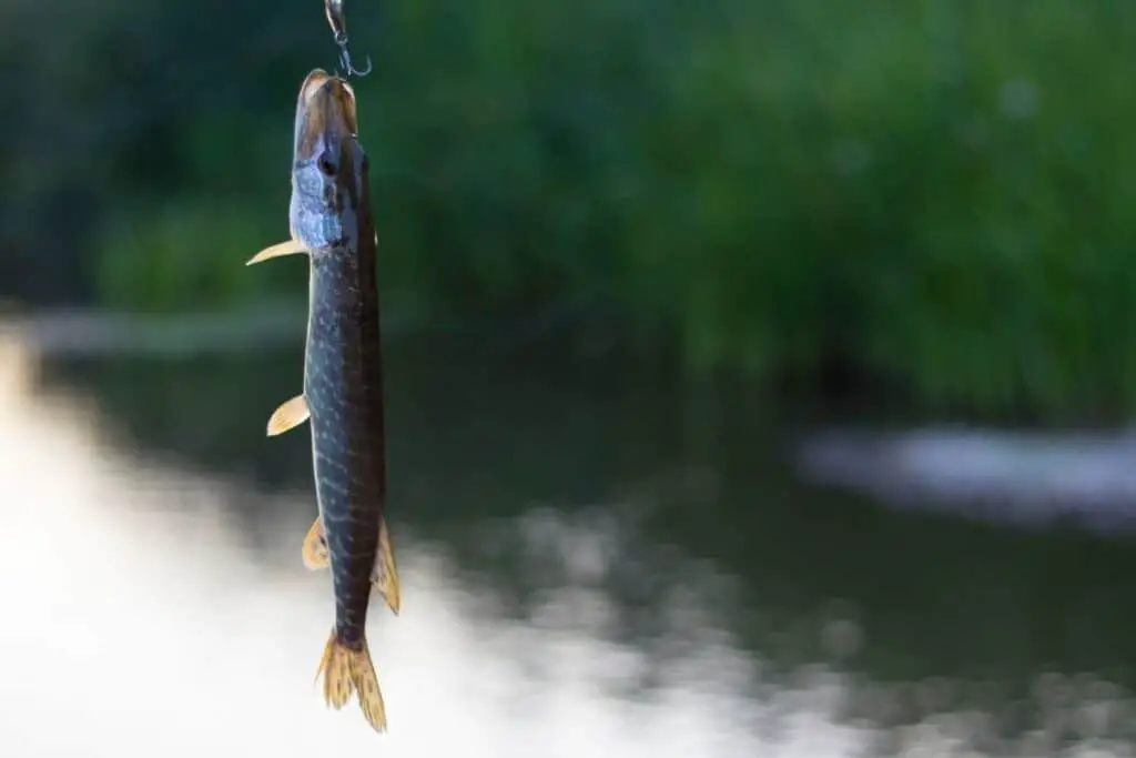 pike on hook to show how to choose the best size hooks for pike fishing