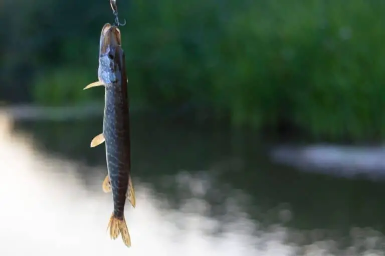 What Size Hooks For Pike Fishing? Choose Right Every Time