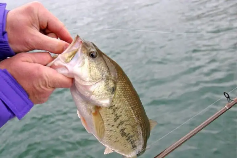 The 5 Best Winter Bass Lures – A Simple Buyer’s Guide