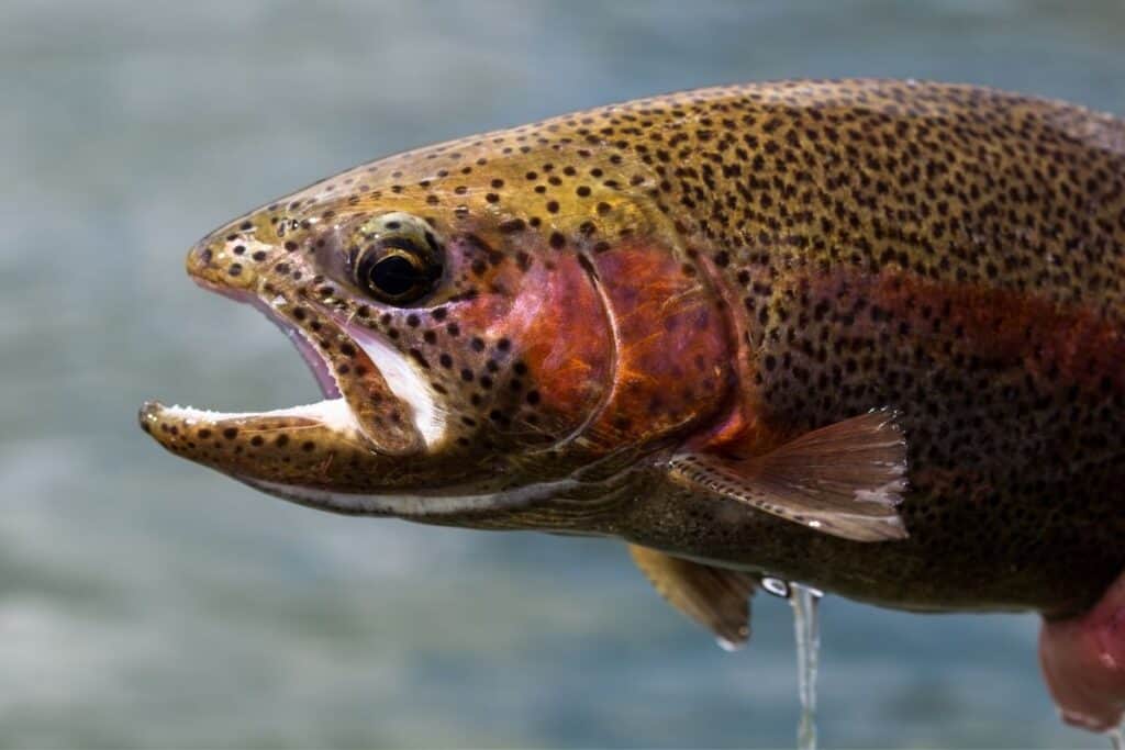 rainbow trout to show what is the best baits for rainbow trout 