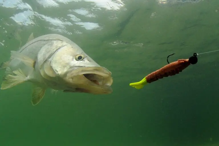 Will Snook Eat Dead Bait? A Guide For Actual Results