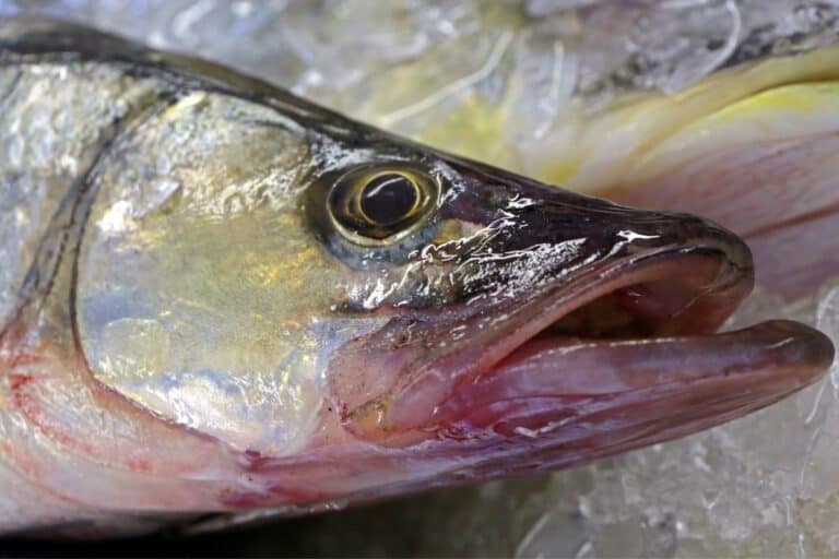 Is Snook A Good Fish To Eat? The Best Recipe You Must Try