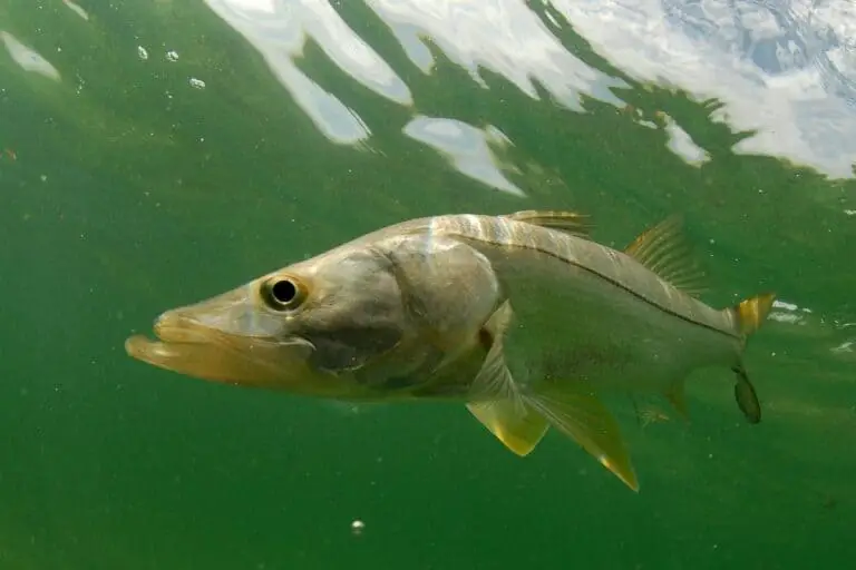 Is Snook Illegal To Catch? Where and When to Fish Snook