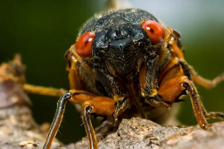 Are Cicadas Good for Fishing? A Guide to Fishing with Cicadas