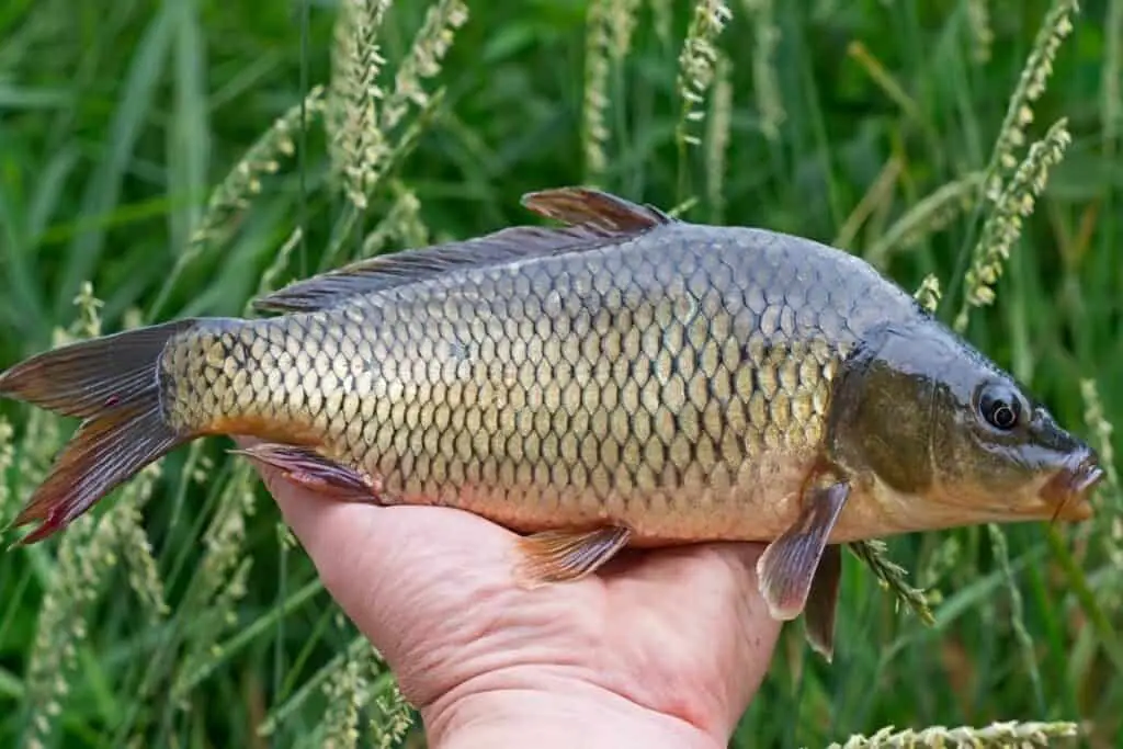 carp in hand to answer do carp bite humans 