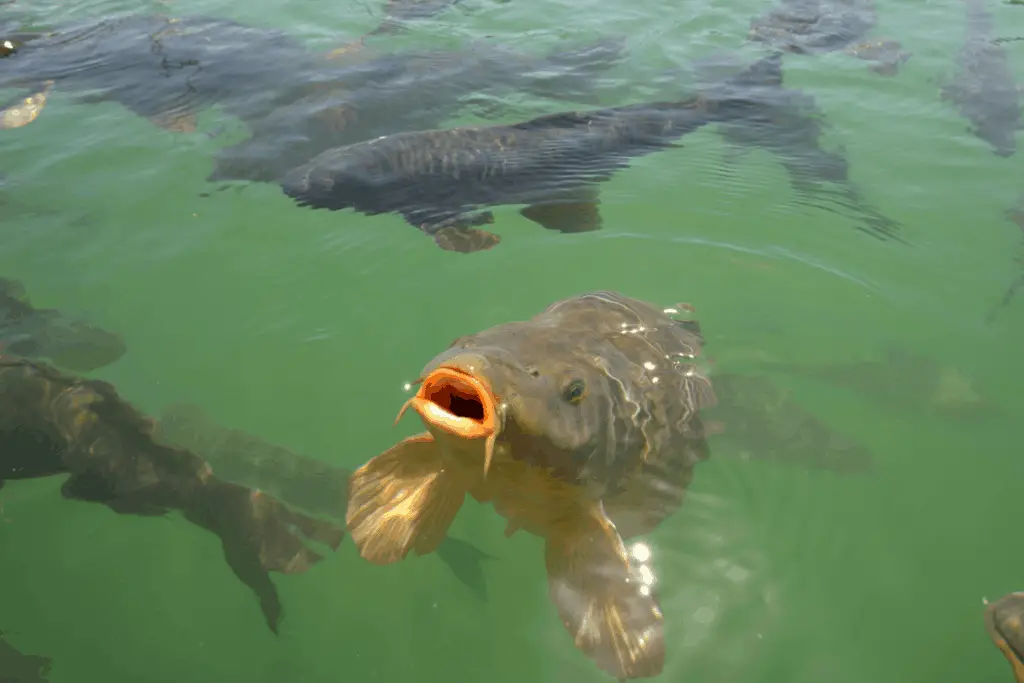carp in water to answer why do we not eat carp