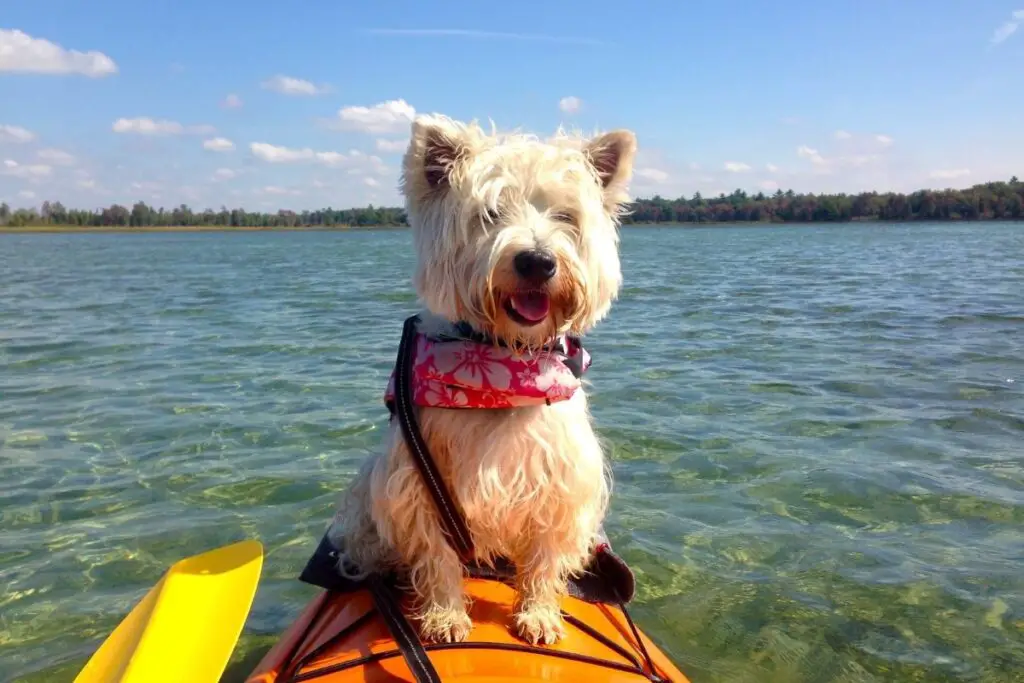 dog on kayak to show how to go kayaking with your dog 