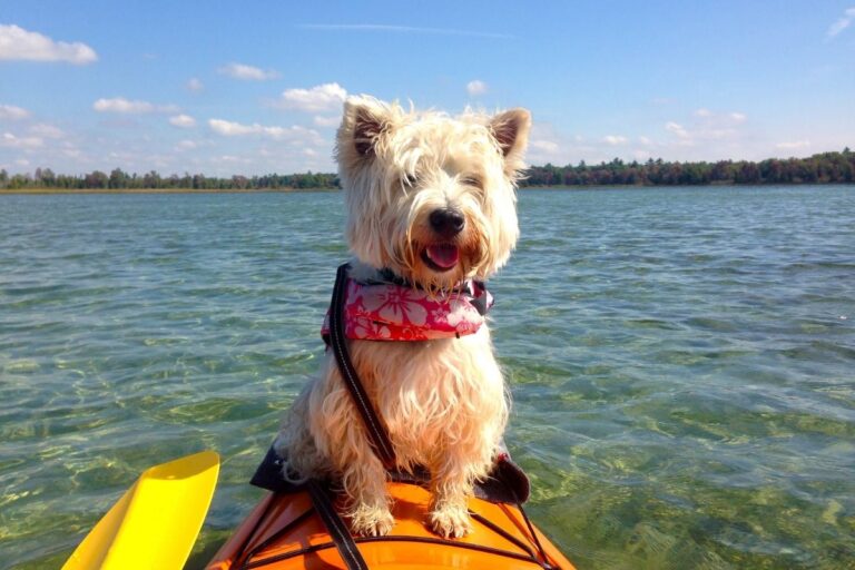 How To Go Kayaking with Your Dog? A Simple Guide For All Dog Owners