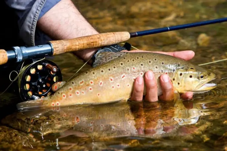 Are Trout Difficult to Catch? What You Must Know