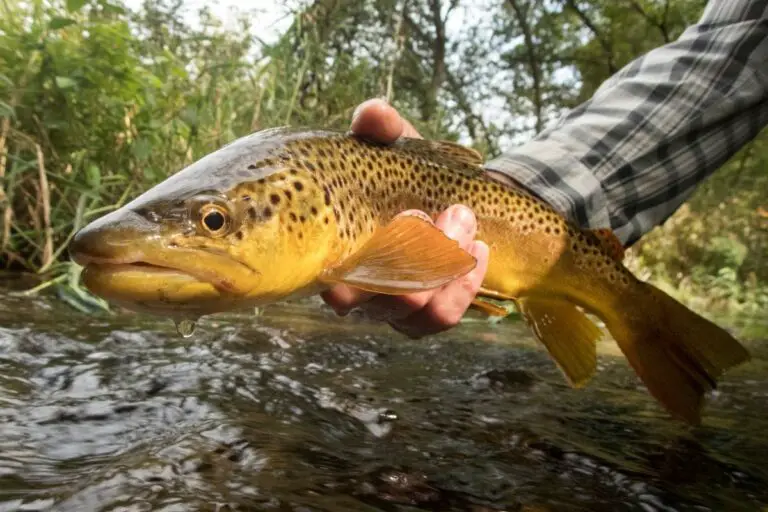 Can Trout Smell? Facts You Can Exploit Today