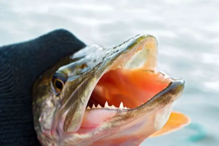 Do Northern Pike Lose Their Teeth? Explained + Video