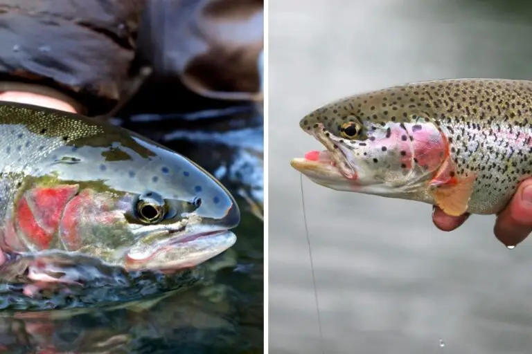 Steelhead Vs Rainbow Trout – Differences and How to Target Each