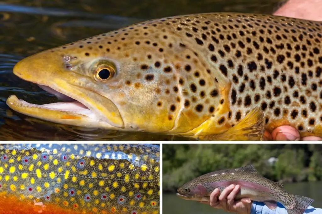 trout colors to explain why do trout turn black