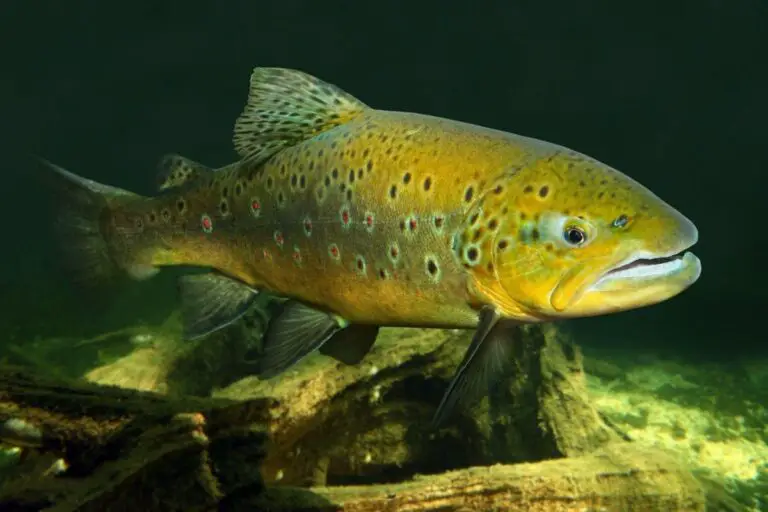 Are Trout Bottom Feeders? Tips to Better Target Trout