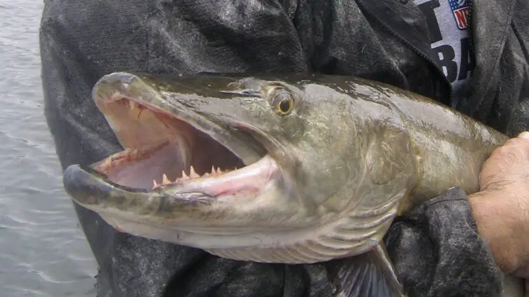 Has a Muskie Ever Killed a Human? Here’s The Truth