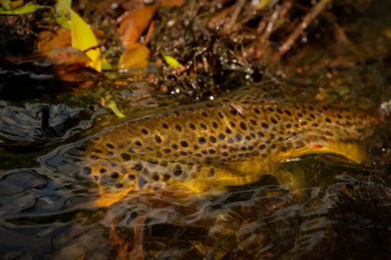 What Are the Best Lures for Trout? 10 Lures That Work Incredibly