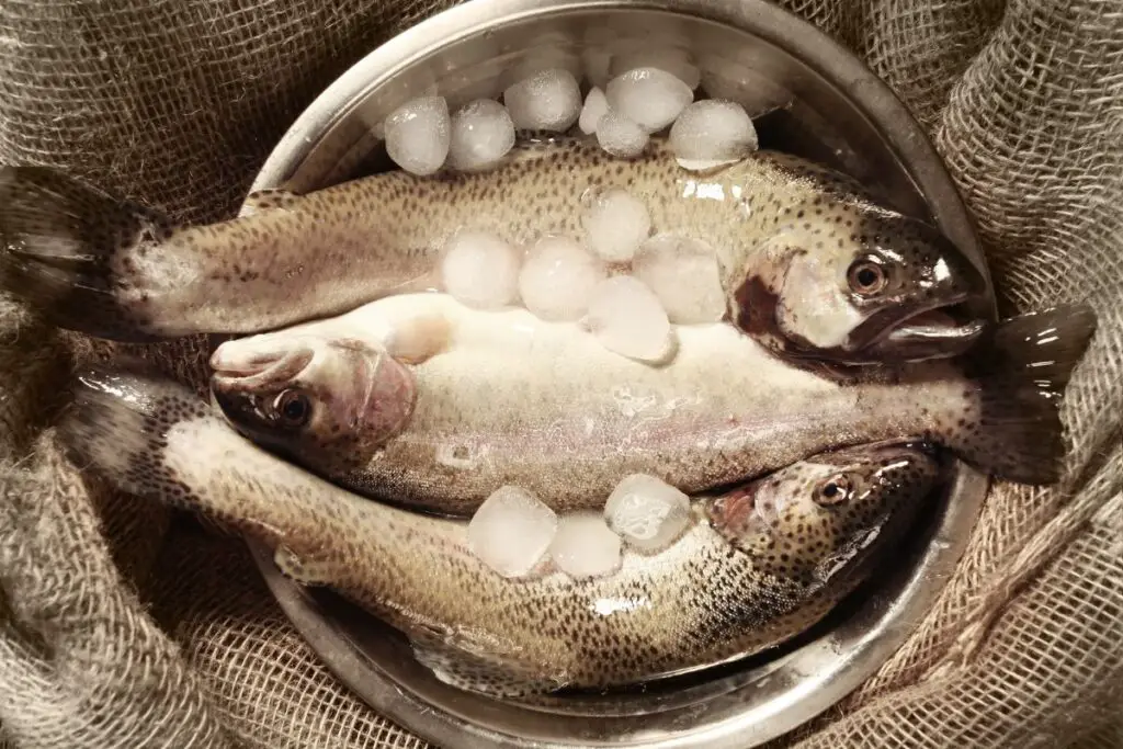 fresh trout to show how to keep trout fresh after catching