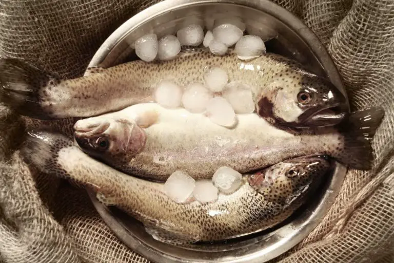 How to Keep Trout Fresh After Catching [For As Long As Possible]