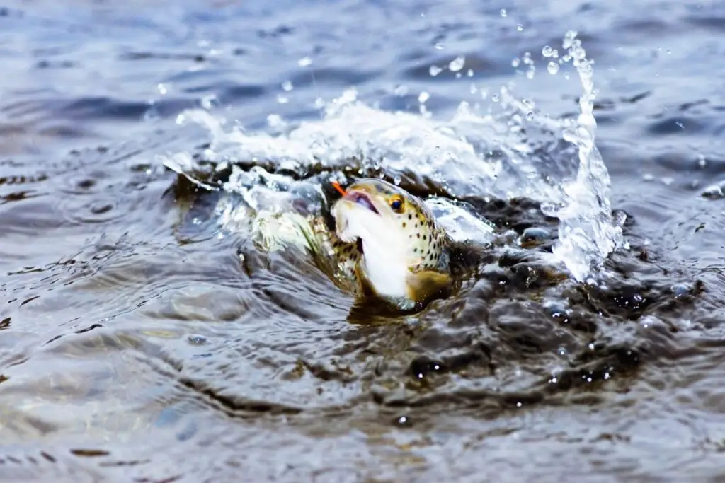 brown trout jumping to answer why do trout jump out of the water