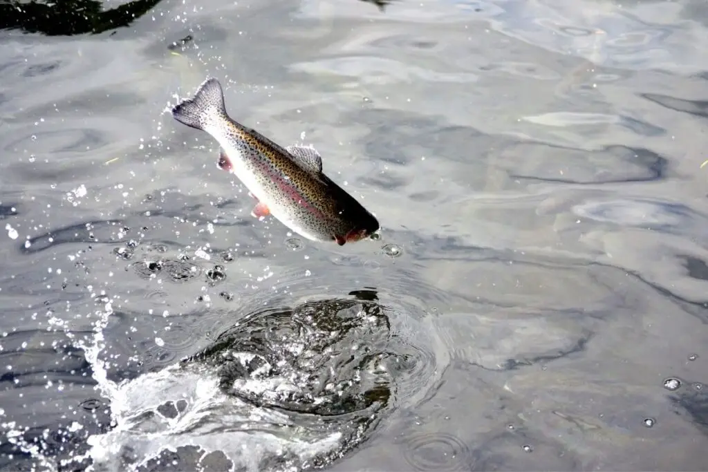 trout jumping and not biting out of a spillway