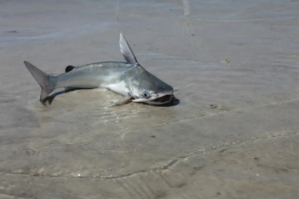 A photo of a catfish to show why do catfish  croak and grunt