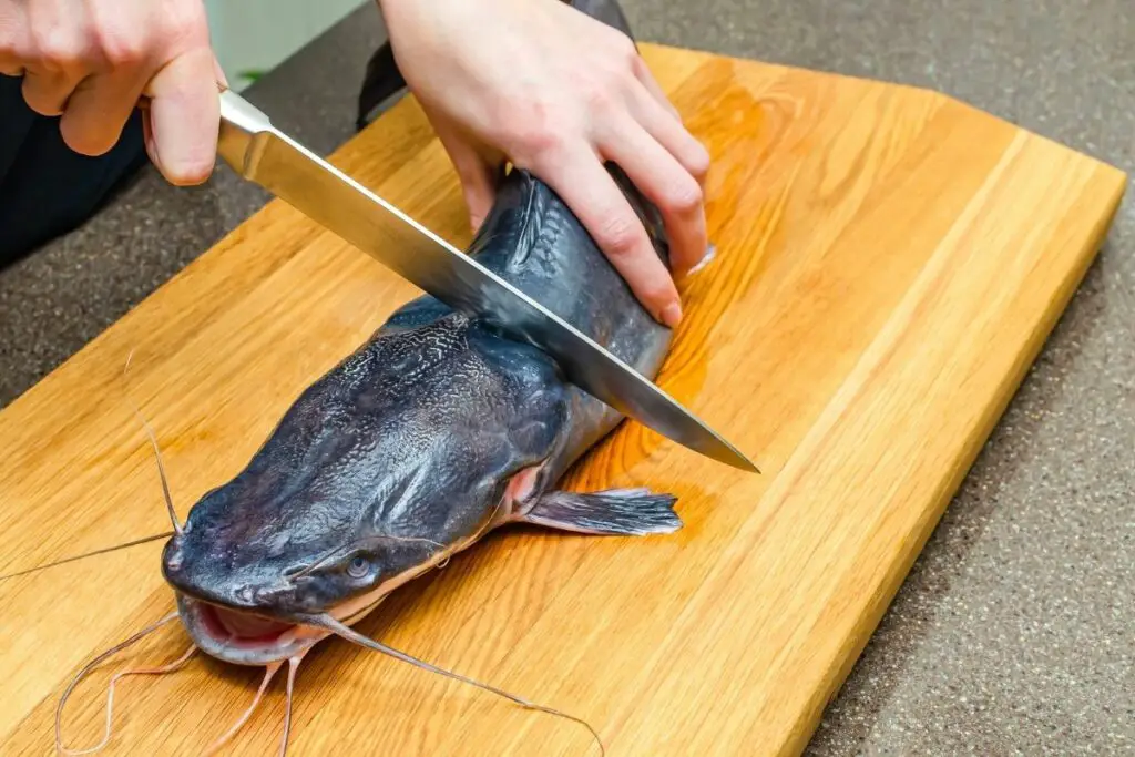 man with knife on catfish to show how to kill a catfish instantly