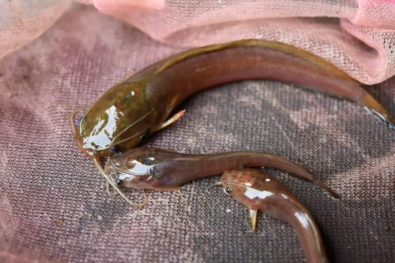 Do Catfish Have Legs or Hands? The Truth Behind the Walking Catfish