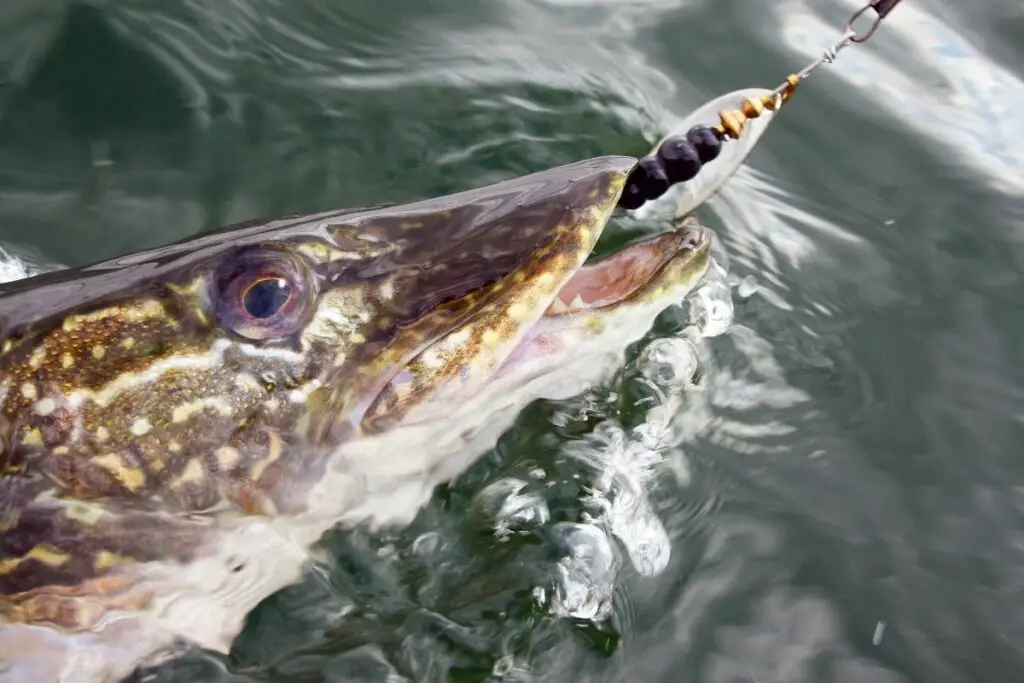 northern pike on a hook to answer do pike like fast water 