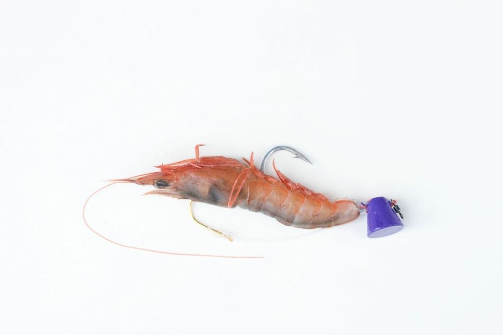 shrimp as bait on hook to answer do pike eat shrimp 