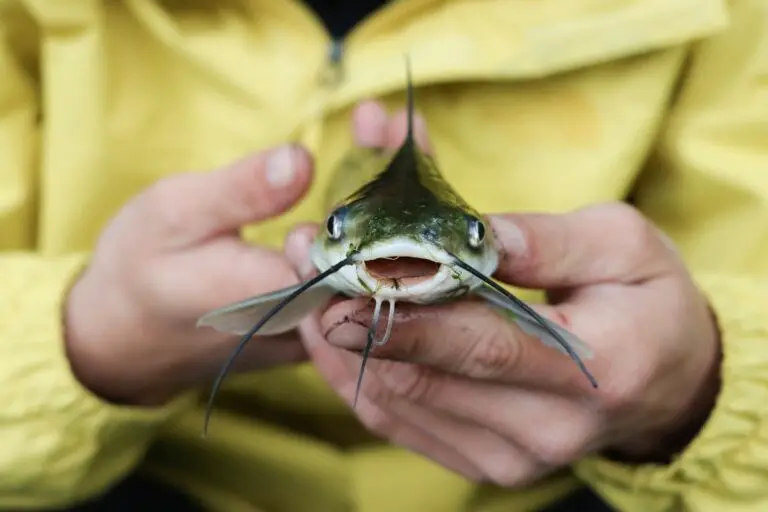 Do All Catfish Sting (and How NOT to Get Stung)