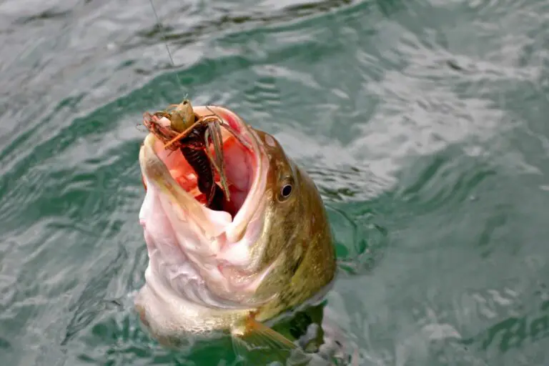 Do Bass Eat Snails? How to Catch Bass with Snails