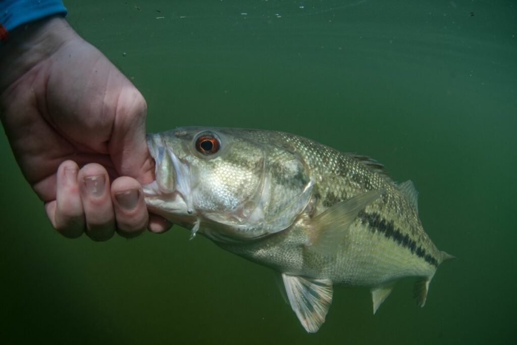 a photo of a bass fish to show why bass have red eyes