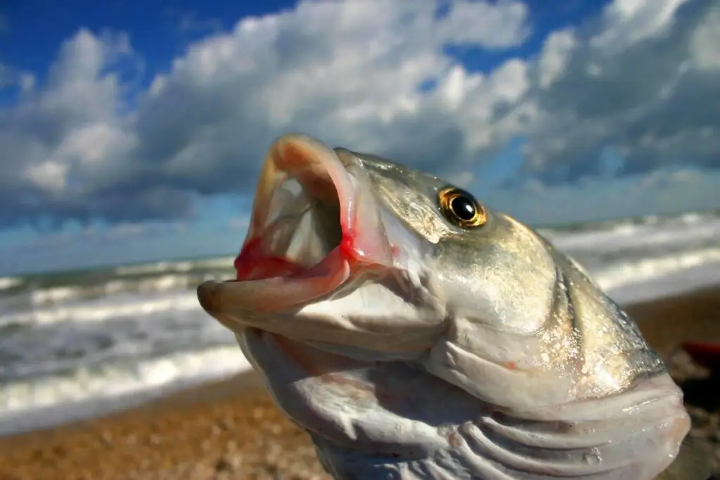 a photo of bass to show why bass have red lips