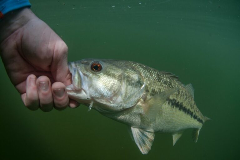 Why Do Bass Have Red Eyes? The Fascinating Reasons