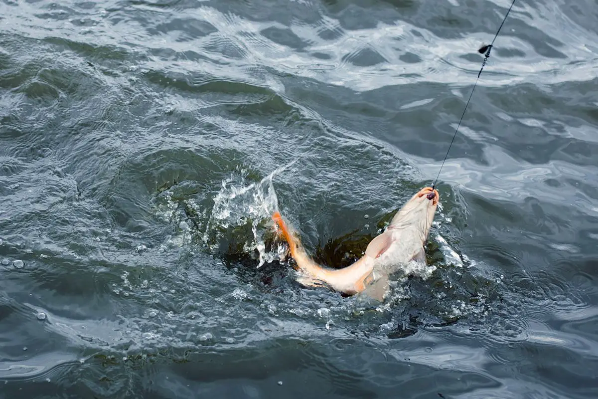 do-fish-bite-in-the-afternoon-how-to-get-fish-in-the-afternoon