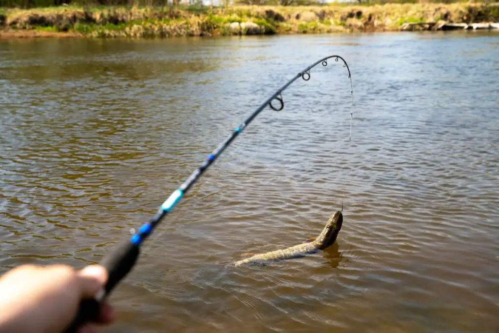 a photo of an angler fishing with a fluorocarbon line to show that fluorocarbon lines are strong
